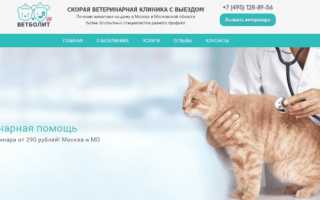 Болячка на губе у кошки: Причины, методы лечения и профилактики